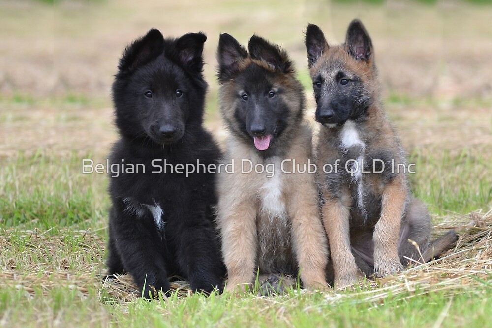 "2015 Groenendael Tervueren & Lakenois babies" by Belgian Shepherd Dog