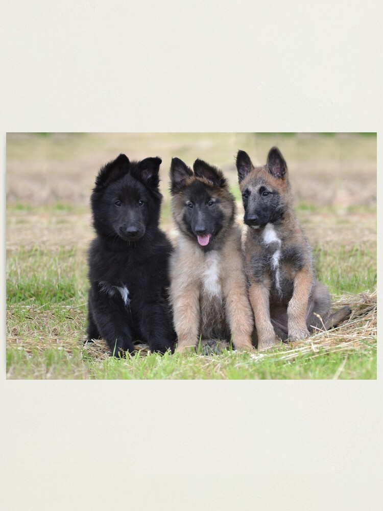 Impression Photo 15 Groenendael Tervueren Amp Lakenois Bebes Par Belgian Redbubble