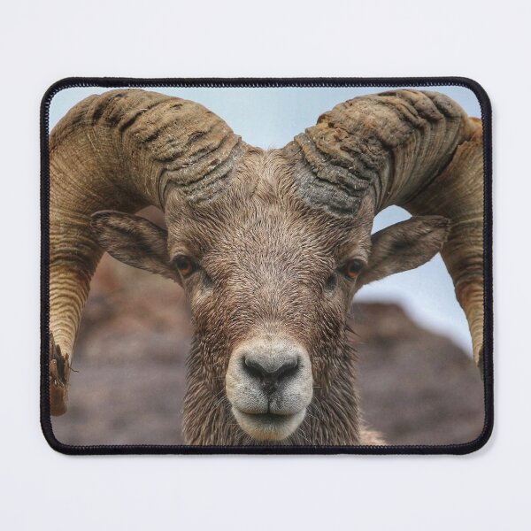 Item preview, Bighorn ram headshot designed and sold by Scott Collins.