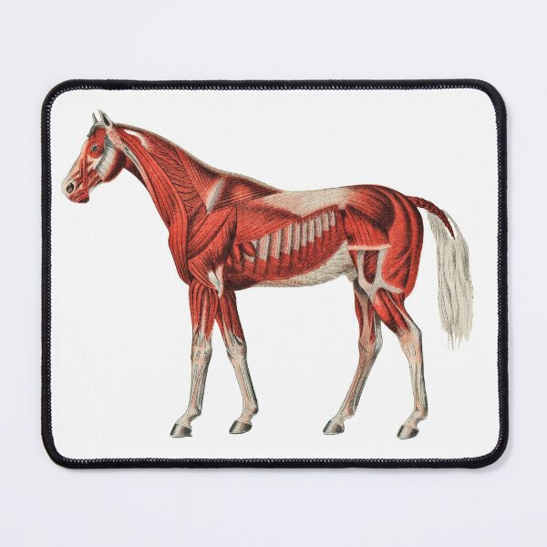 Item preview, Horse Muscle System Vintage Illustration designed and sold by Happy-Trails.