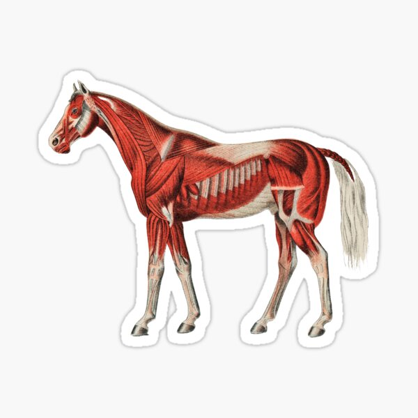 Aperçu de l'œuvre Illustration Vintage du système musculaire du cheval créée et vendue par Happy-Trails.