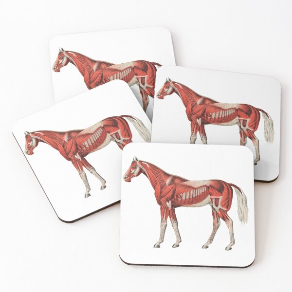 Item preview, Horse Muscle System Vintage Illustration designed and sold by Happy-Trails.
