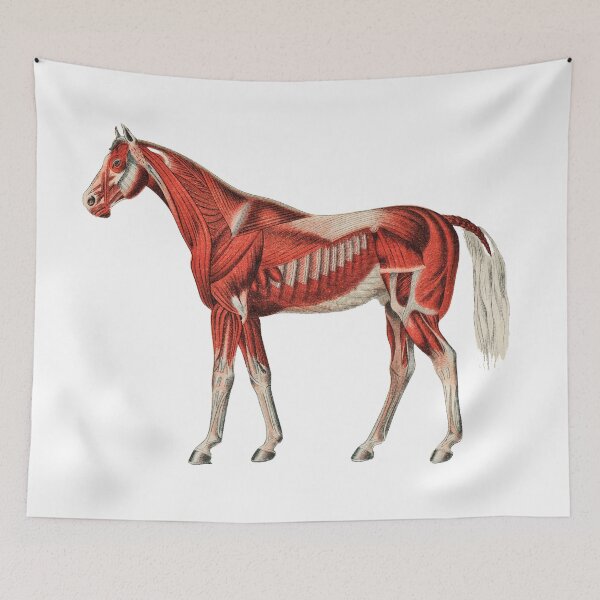 Item preview, Horse Muscle System Vintage Illustration designed and sold by Happy-Trails.