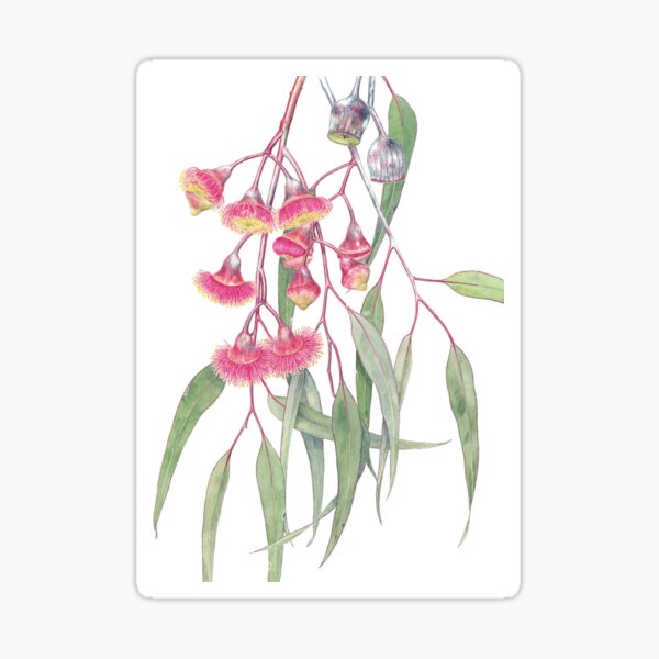 Eucalyptus caesia Sticker