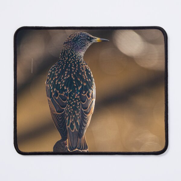 Item preview, Starling designed and sold by Jinxyboy1908.