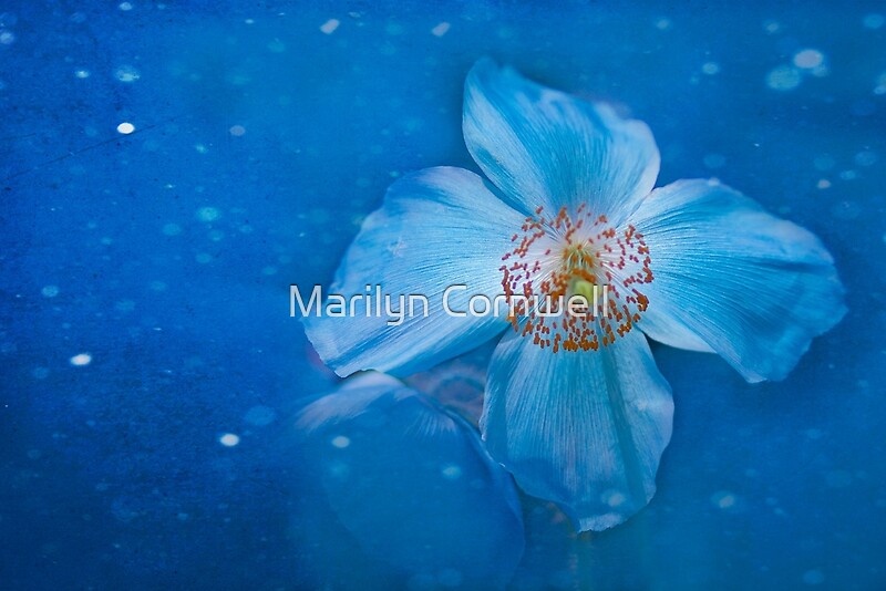 "Flower of the Night" by Marilyn Cornwell Redbubble
