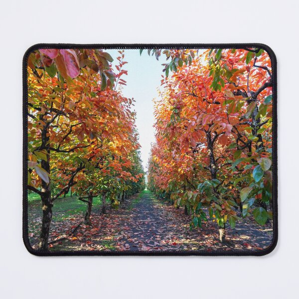Item preview, Best Place to See Autumn Leaves in Perth - Raeburn Orchards designed and sold by JennysPrints.