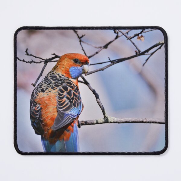 Item preview, Platycercus elegans adelaidae - Adelaide Rosella designed and sold by imaginethis.