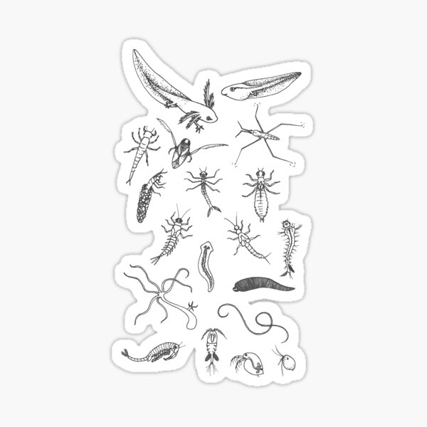 Item preview, pond creature ID guide  designed and sold by questing-beast.