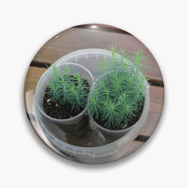 Item preview, small pine seedlings  designed and sold by mrivserg.