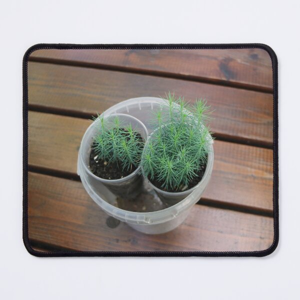 Item preview, small pine seedlings  designed and sold by mrivserg.