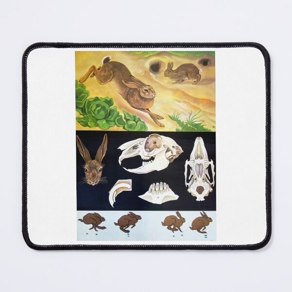 Item preview, Vintage Antique Rabbit Anatomy Skull Illustration designed and sold by vintageprints7.