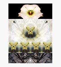 Datura Moon Photographic Print