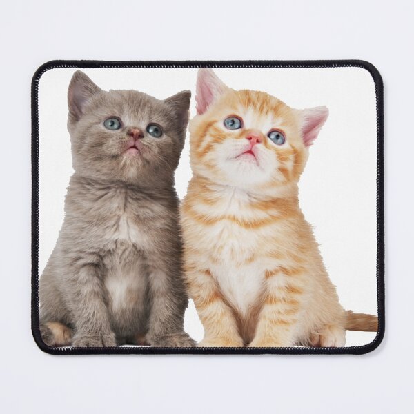 Item preview, British Shorthair Bengal cat Chartreux Persian cat designed and sold by Jacob Riley.