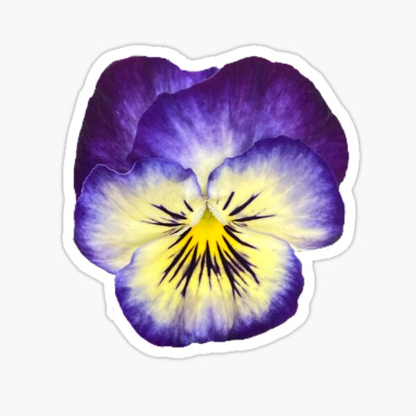 Item preview, Purple & yellow pansy designed and sold by hashbrown10.