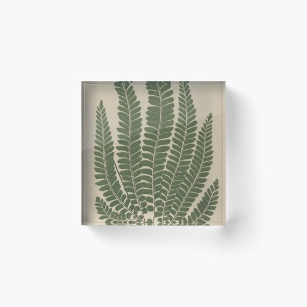 Item preview, Botanical Fern designed and sold by BlueSpecsStudio.