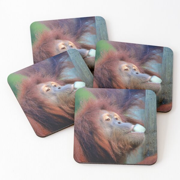 Item preview, Orangutan eating Ice designed and sold by Savannah Gibbs.
