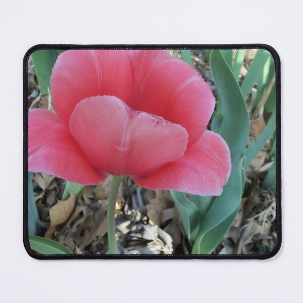 Item preview, First Tulip designed and sold by Laura Booker.