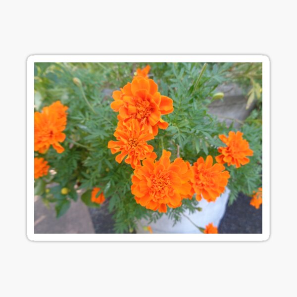Marigolds Sticker