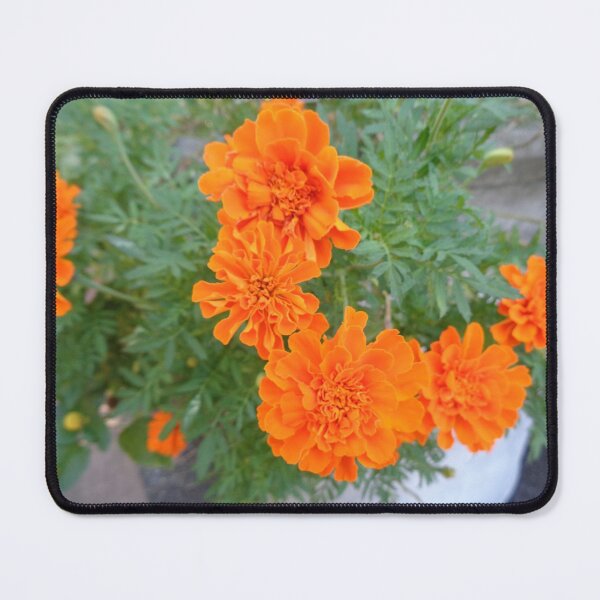 Item preview, Marigolds designed and sold by GardenArtworks.