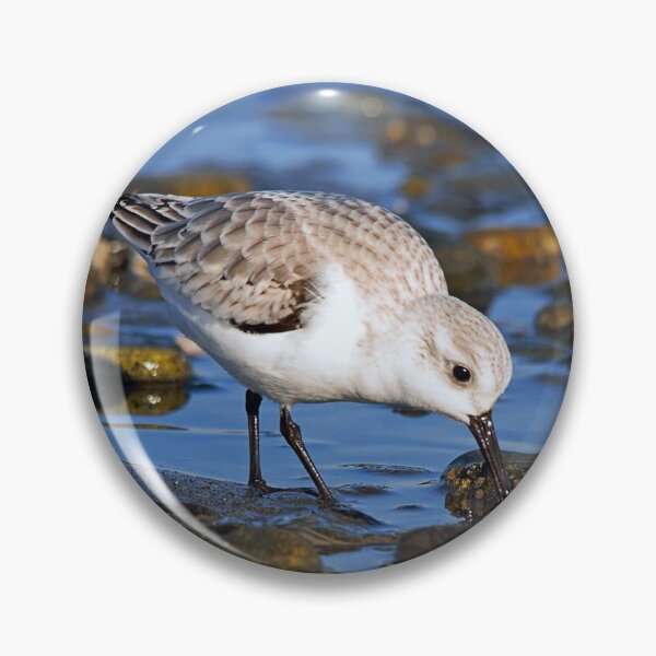 Artikelvorschau, Süßer Sanderling auf Nahrungssuche bei Ebbe an einem winterlichen Strand entworfen und verkauft von walkswithnature.