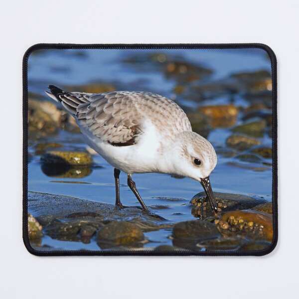Item preview, Cute Sanderling Foraging at Low Tide on a Wintry Beach designed and sold by walkswithnature.