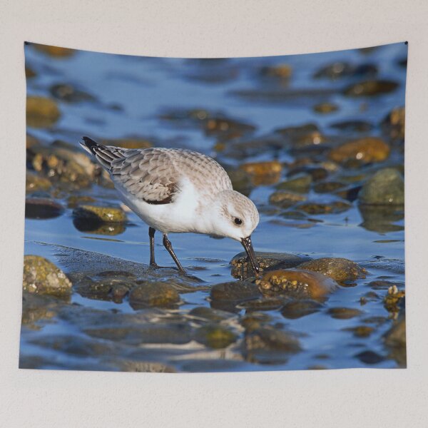 Item preview, Cute Sanderling Foraging at Low Tide on a Wintry Beach designed and sold by walkswithnature.