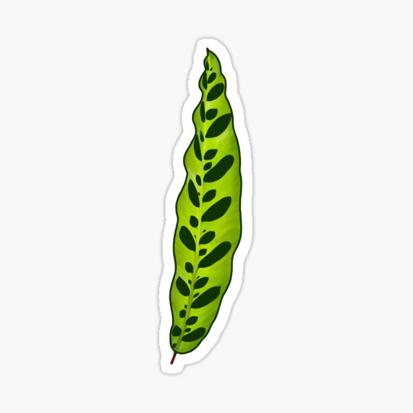 Rattlesnake Plant Leaf Sticker