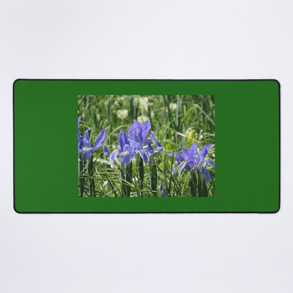Item preview, Blue and Yellow Dutch Iris designed and sold by Honey Myrtle Studio.