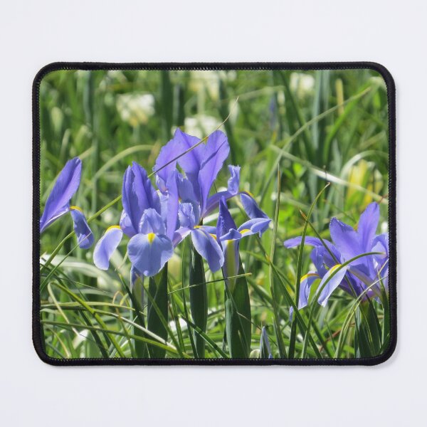 Item preview, Blue and Yellow Dutch Iris designed and sold by Honey Myrtle Studio.