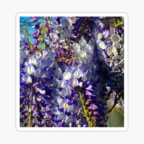 Wisteria Sticker