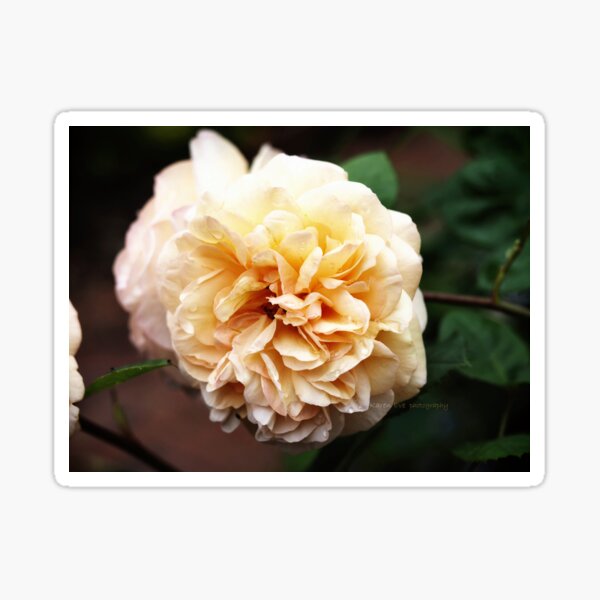 My Fave Colour in a Rose Sticker