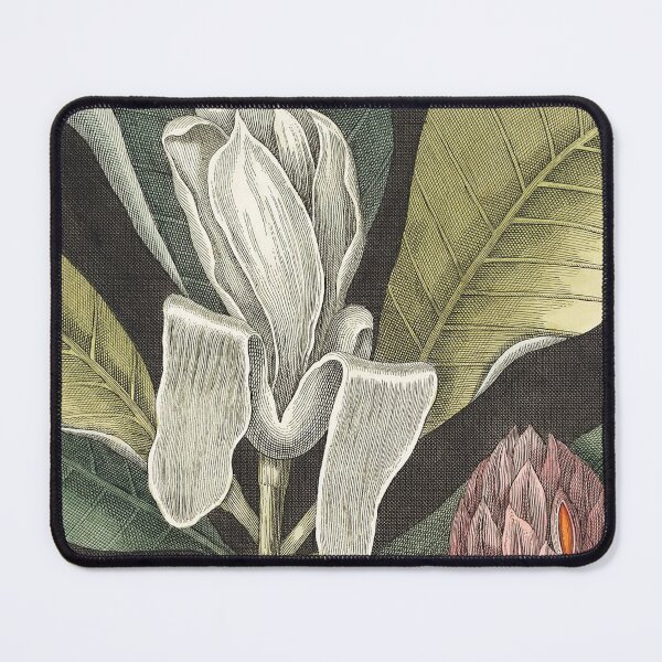 Item preview, Umbrella Tree (Magnolia) from the natural history of Carolina, Florida, and the Bahama Islands  designed and sold by capotees.