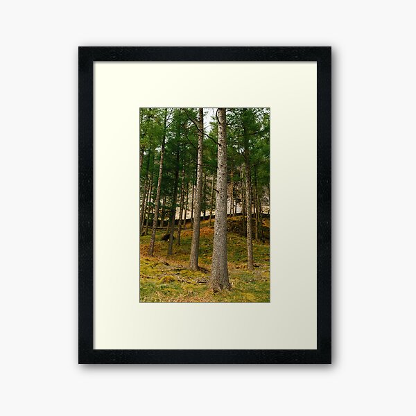 Pines, Borrowdale, Lake District, Cumbria Framed Art Print