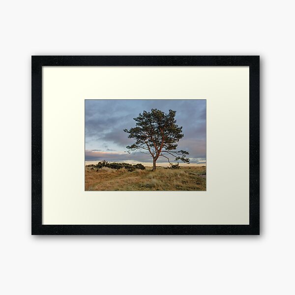 Tree, Tentsmuir, Fife, Scotland Framed Art Print