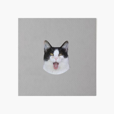 beluga cat discord pfp | Photographic Print