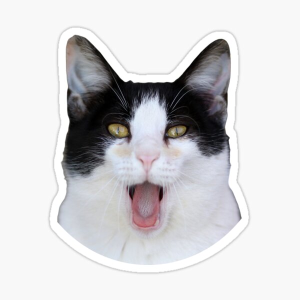 Beluga cat, Beluga Cat Meme, Meme Sticker for Sale by graphic