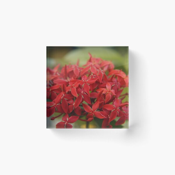 Item preview, Red Ixora Print , Flower Print designed and sold by aariv.