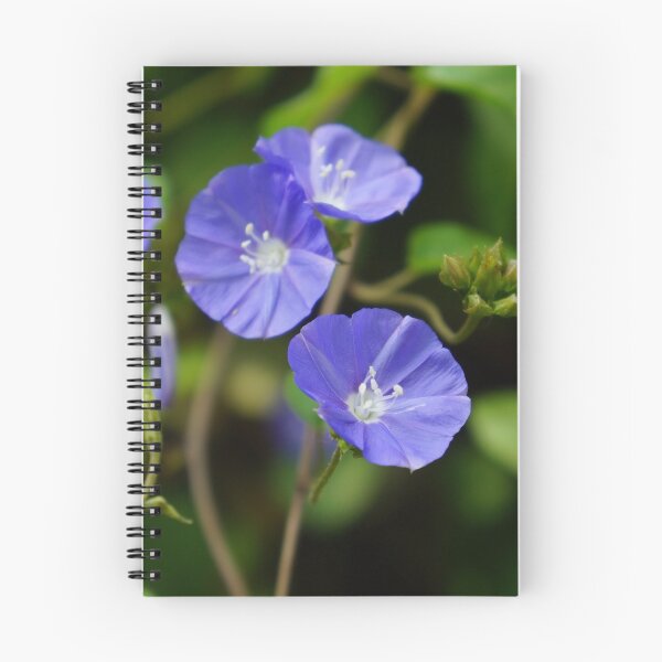 Item preview, Blue Rock Bindweed Flower Print by Aariv designed and sold by aariv.