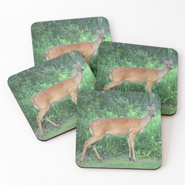Item preview, Whitetail Deer Looking at Us designed and sold by PaulKPhoto.