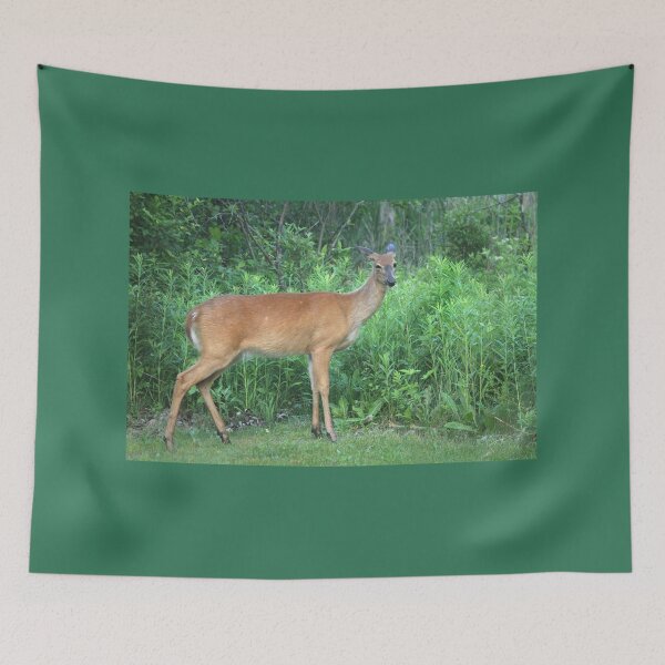 Item preview, Whitetail Deer Looking at Us designed and sold by PaulKPhoto.