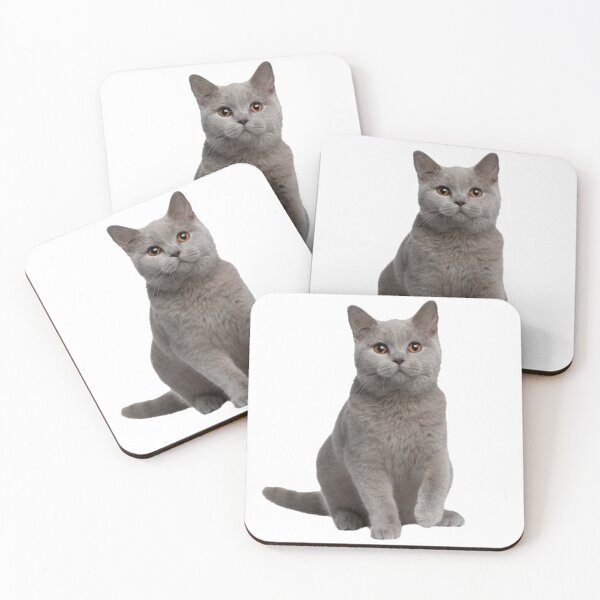 Item preview, American Shorthair Kitten designed and sold by Jacob Riley.