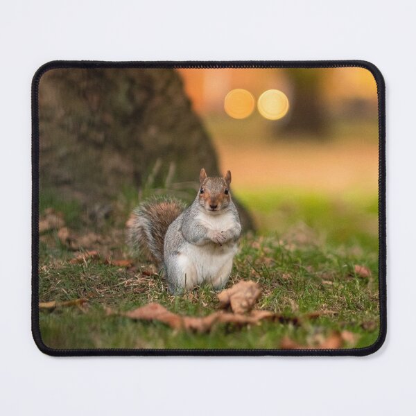 Item preview, Squirrel in Woods designed and sold by ScoutIRE.