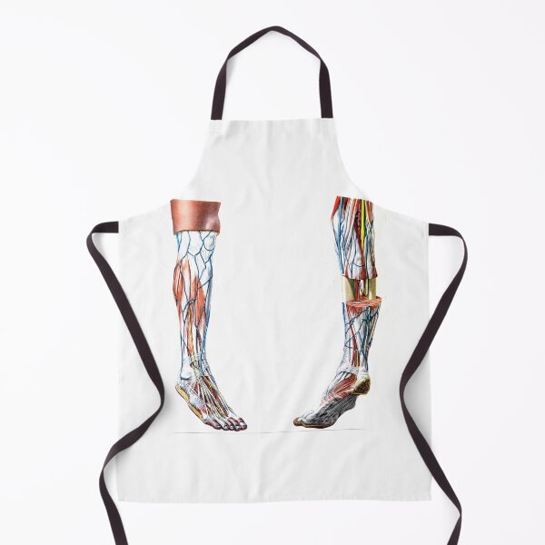 Item preview, Anatomy Vintage Leg Bone Nerves Muscle Diagram Poster designed and sold by vintageprints7.