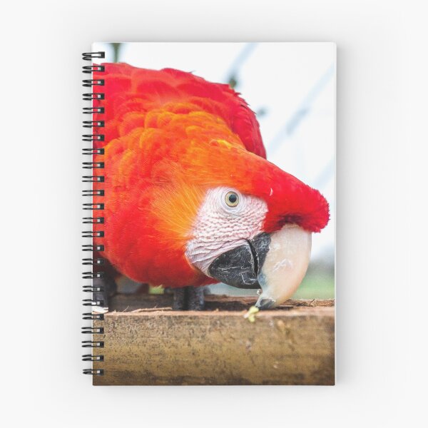 Artikelvorschau, Macaw Papagei entworfen und verkauft von Gary Chadbond Photography.