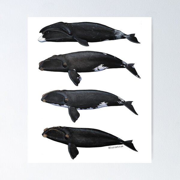 Item preview, Balaenidae designed and sold by Alberto Orilia.