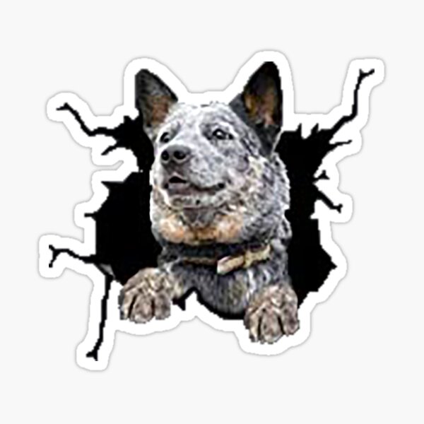 Dog Furacao Sticker by Tornado - Blue Heeler for iOS & Android