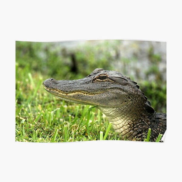 ALLIGATOR Poster