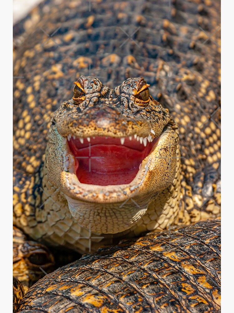 Alligator face
