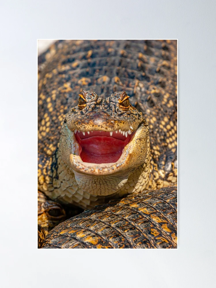 Alligator face\